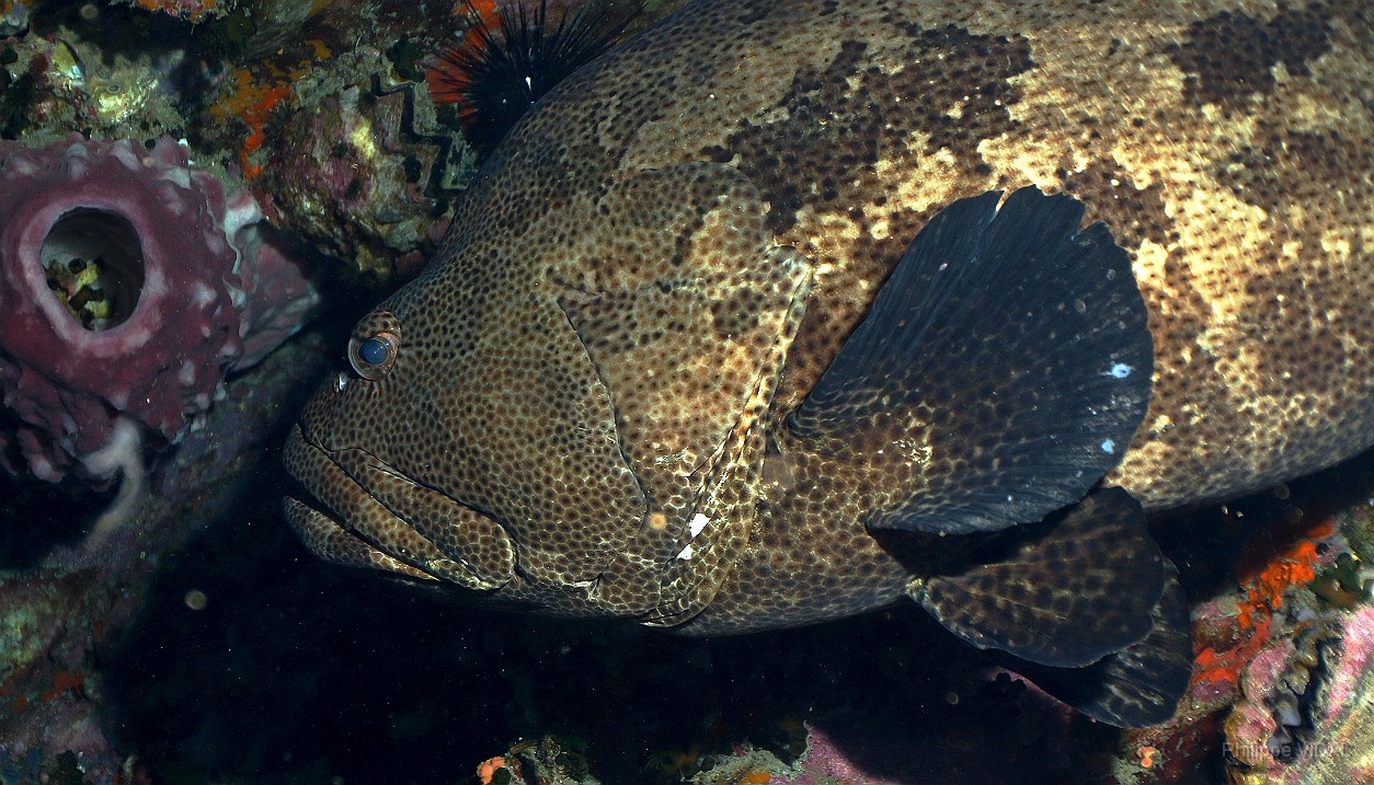 Thailand 2015 - Ko Tao - Merou Marron - Epinephelus fuscoguttatus _IMG_3618_rc.jpg